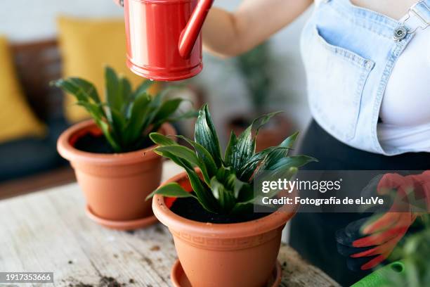 vista elevada de mujer irreconocible joven regando las plantas en su hogar - mujer stock pictures, royalty-free photos & images