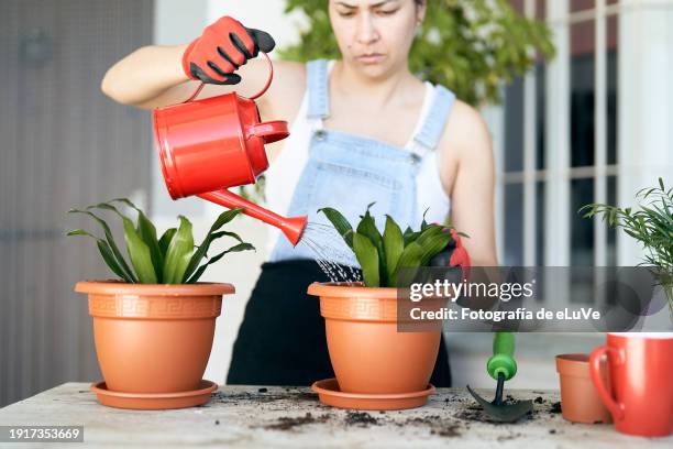 vista de frente mujer joven regando las plantas en su hogar - mujer stock pictures, royalty-free photos & images