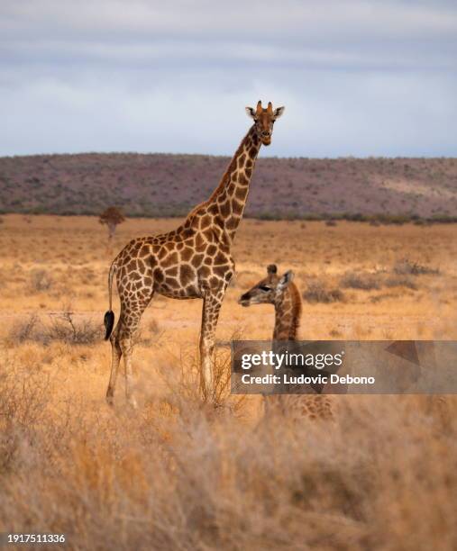 girafe et son veau dans la savane - girafe photos et images de collection