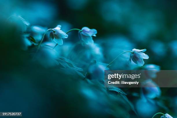 spring flower macro photography. forest floor. nature background. sustainability. - moonlight - fotografias e filmes do acervo