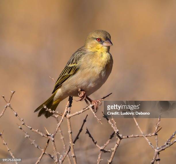 southern masked weaver perching on a branch - masked weaver bird stock pictures, royalty-free photos & images