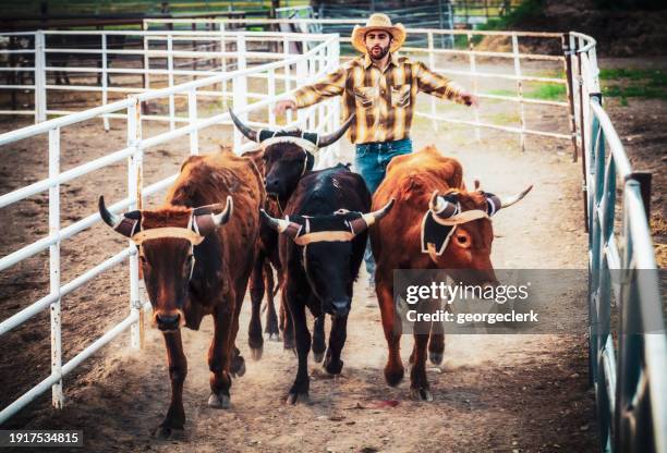 rancher moving cattle - horned stock pictures, royalty-free photos & images