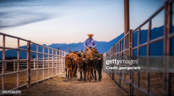 pastoreo de ganado a caballo - acercarse fotografías e imágenes de stock
