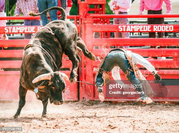 vaquero de rodeo arrojado desde toro a pelo - estampida fotografías e imágenes de stock