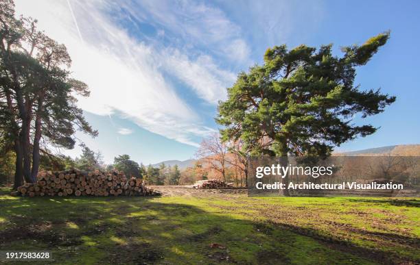 Tree With Rectangular Pith 89 Pith Tree Stock Photos, High-Res Pictures, and Images - Getty Images