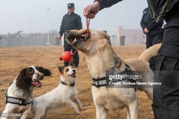 Trainers play with police dogs during a training session break in Huangshi, central China's Hubei Province, Jan. 10, 2024. A police dog unit of the...