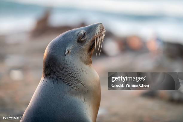 californian sea lion (zalophus californianus) at la jolla cove - la jolla marine reserve stock pictures, royalty-free photos & images