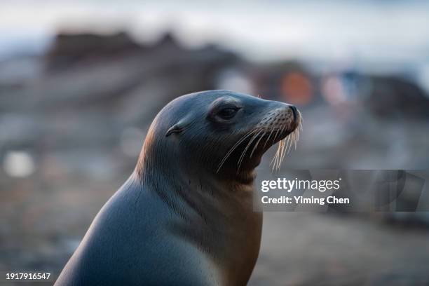 californian sea lion (zalophus californianus) at la jolla cove - la jolla marine reserve stock pictures, royalty-free photos & images