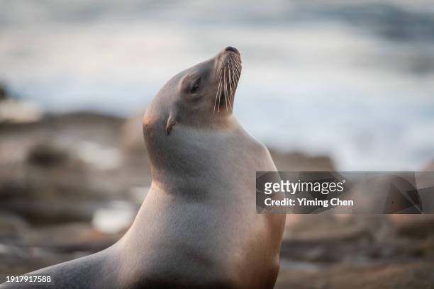 californian sea lion (zalophus californianus) at la jolla cove - la jolla marine reserve stock pictures, royalty-free photos & images