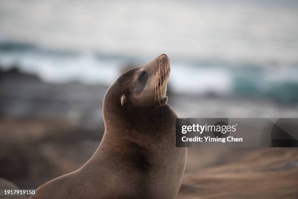 californian sea lion (zalophus californianus) at la jolla cove - la jolla marine reserve stock pictures, royalty-free photos & images