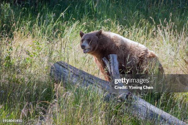 black bear (ursus americanus) in brown color - california bear stock pictures, royalty-free photos & images