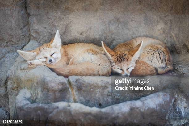 sleeping fennec fox (vulpes zerda) - fennec fox stock pictures, royalty-free photos & images