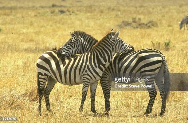 General view of two zebras resting their heads on each other's backs during a safari in Kenya. \ Mandatory Credit: Steve Powell/Allsport