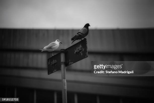 pigeons on a street sign - seagull icon stock pictures, royalty-free photos & images