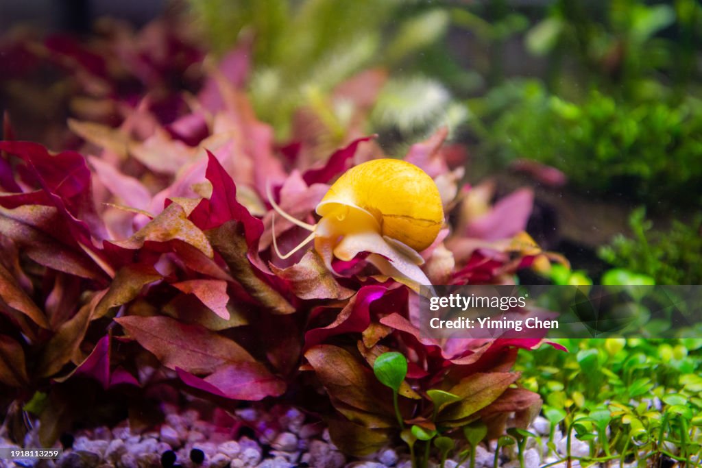 Golden Mystery Snails (Pomacea bridgesii)