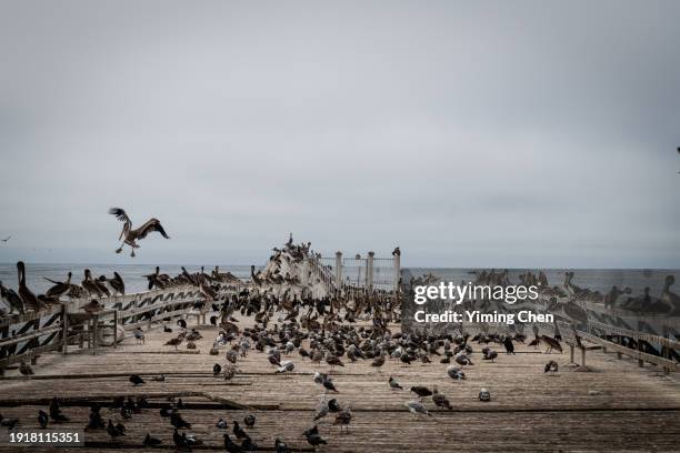 sea birds on ss palo alto ship wreck - highway wreck stock pictures, royalty-free photos & images