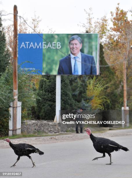 Turkeys run across the road near the poster displaying Kyrgyzstan's Prime Minister and presidential candidate Almazbek Atambayev in the village...