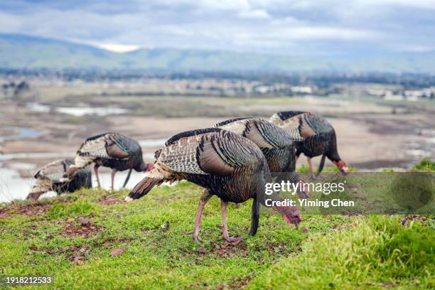 wild turkey family in the wild - wild turkey stock pictures, royalty-free photos & images