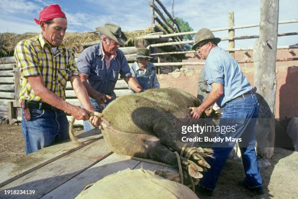 Hispanic farmers from several mountain villages in the Sangre de Cristo Mountains of New Mexico, get together to butcher a hog in the traditional way...