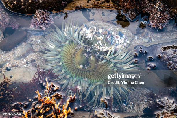 sunburst anemone (anthopleura sola) - piscine naturelle photos et images de collection