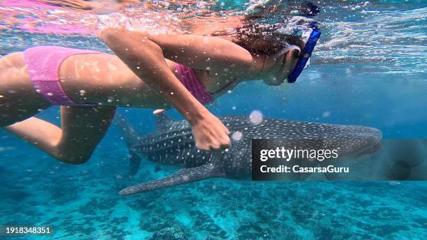 mädchen schwimmt mit einem walhai - whale shark maldives stock-fotos und bilder