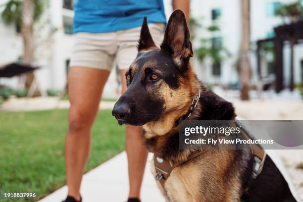obedient german shepard service dog outside with his owner - duitse herder stockfoto's en -beelden