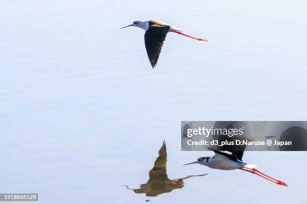 a school of beautiful black-winged stilt with long red legs (himantopus himantopus, family comprising stilt) in flight.

at rokugobashi green space, tama river, tokyo, japan,
photo by december 10, 2023. - stilt stock pictures, royalty-free photos & images