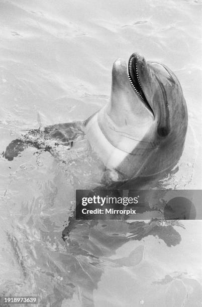 Honey the dolphin at Windsor Safari Park, 29th October 1984. Currently, Honey was found to be pregnant after being examined with an ultrasound...