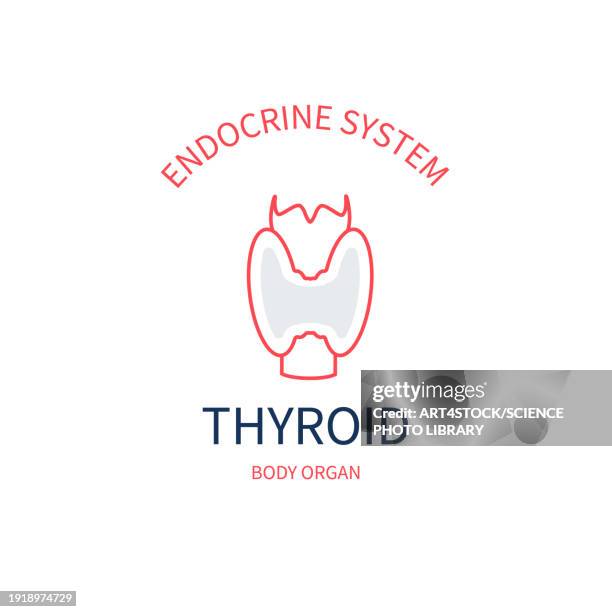 thyroid, conceptual illustration - endocrinologist stock illustrations