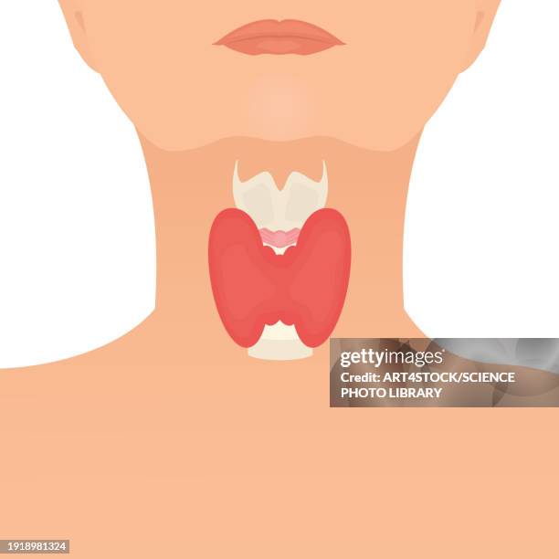 illustrazioni stock, clip art, cartoni animati e icone di tendenza di thyroid health, conceptual illustration - tiroide