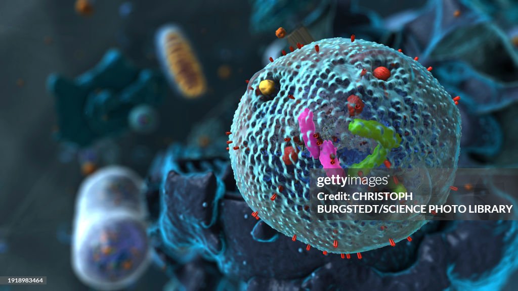 Lysosome, illustration