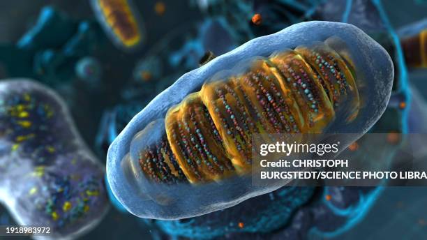 mitochondria, illustration - cell structure stock illustrations