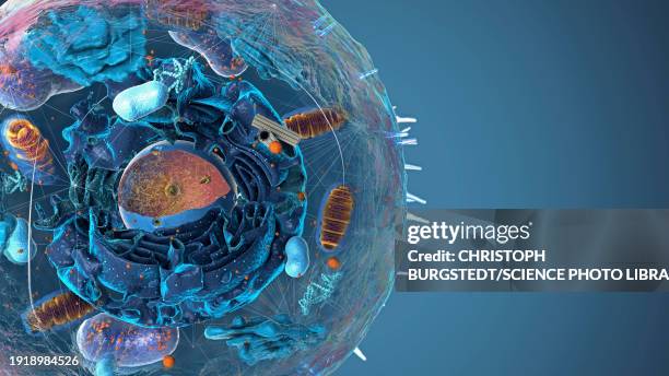 illustrazioni stock, clip art, cartoni animati e icone di tendenza di organelles, illustration - struttura cellulare