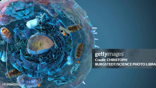 organelles, illustration - parts of human cells stock-grafiken, -clipart, -cartoons und -symbole