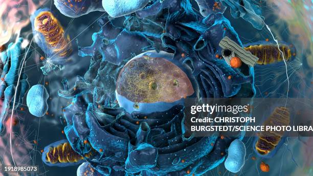 stockillustraties, clipart, cartoons en iconen met organelles, illustration - nucleolus