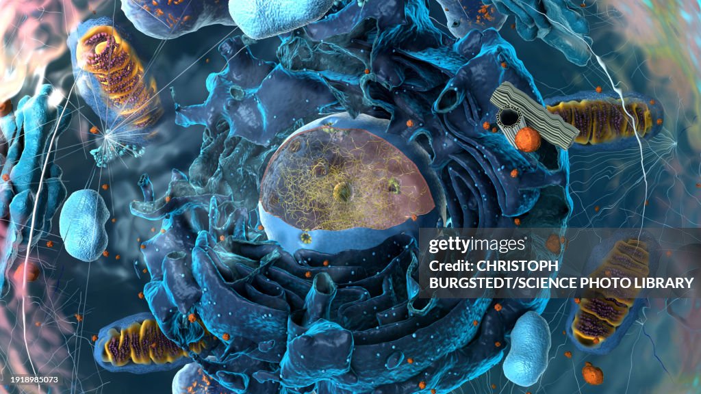 Organelles, illustration