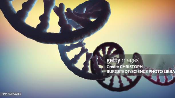 messenger rna strand ,illustration - rna stock pictures, royalty-free photos & images
