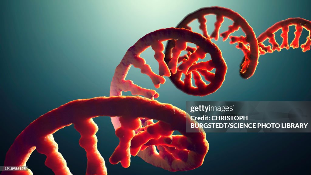 Messenger RNA strand ,illustration