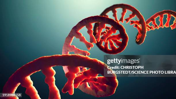 messenger rna strand ,illustration - nucleótido fotografías e imágenes de stock