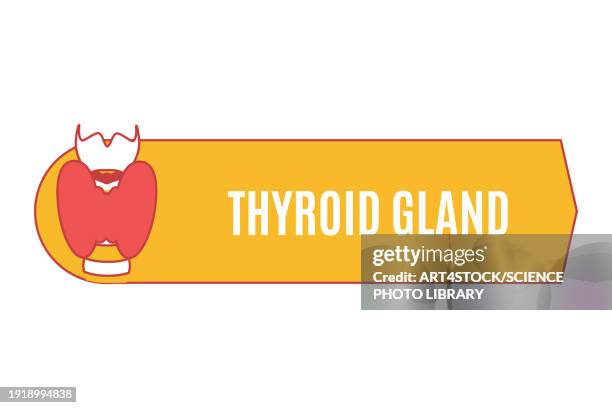 thyroid health, conceptual illustration - diencephalon stock illustrations