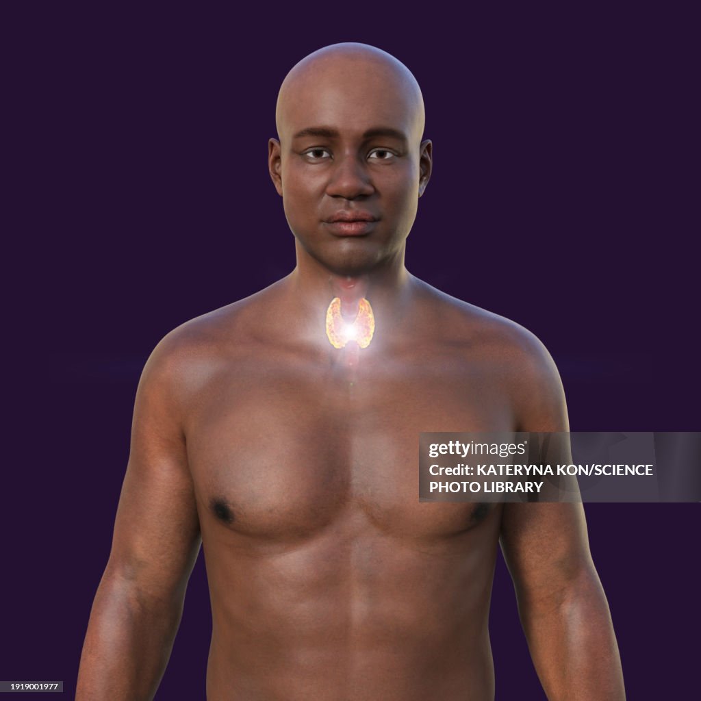 Thyroid Gland Anatomy Illustration High Biology Diagrams