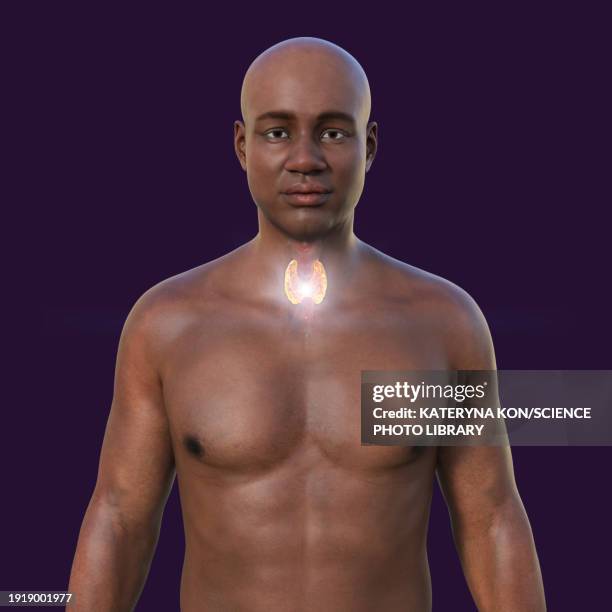 thyroid gland anatomy, illustration - thyroid hormone stock illustrations