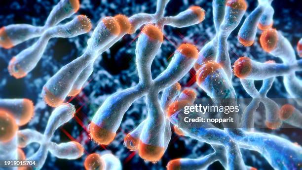 chromosom mit telomeren. - chromosom stock-fotos und bilder