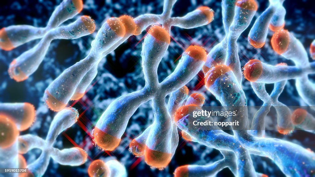 Cromosoma con telómeros.