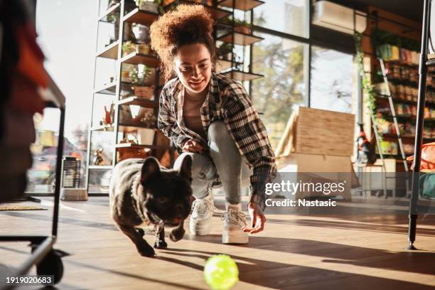 french bulldog and girl having a ball in the pet store - woman picking up toys stock pictures, royalty-free photos & images