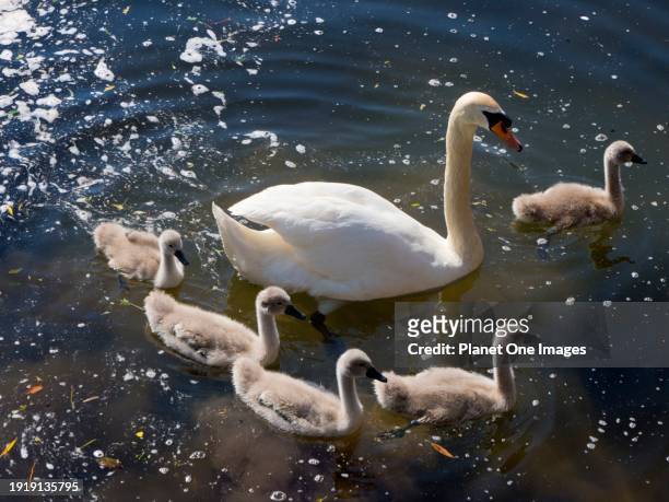 swans and cygnets swimming by st helens wharf, abingdon england - wet bird stock pictures, royalty-free photos & images
