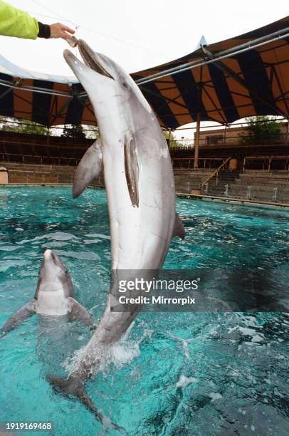 Dolphin jumps up as a keeper feeds him at Windsor Safari Park, Monday 26th October 1992.