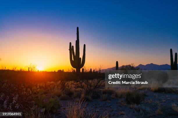 sunset and saguaro cactus - sonoran desert stockfoto's en -beelden