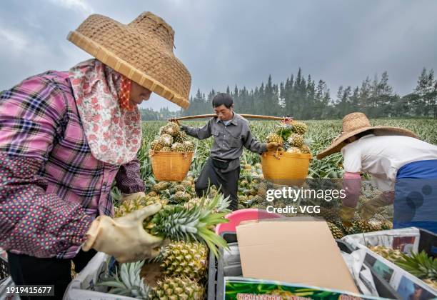 116 Xuwen County Stock Photos, HighRes Pictures, and Images Getty Images