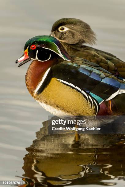 Male Wood duck or Carolina duck perched on a log, at Juanita Bay Park, Lake Washington in Kirkland, Washington State, USA.